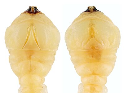 Melobasis splendida, PL5819A, larva, from Beyeria lechenaultii (PJL 3632) stem base, dorsal & ventral views, EP, 18.2 × 3.6 mm